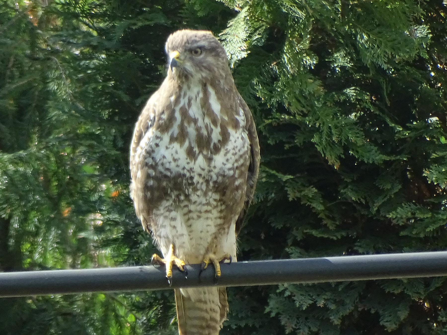 De Buizerd